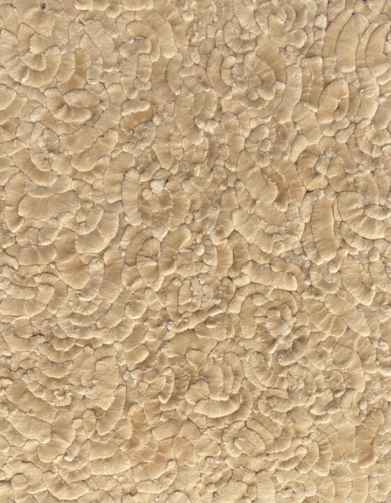 Plantfur – by Studio iFOCUS